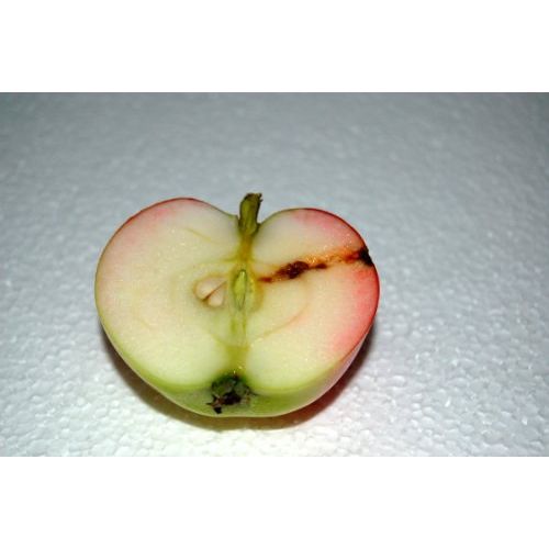 Agralan Codling Moth Trap Refill