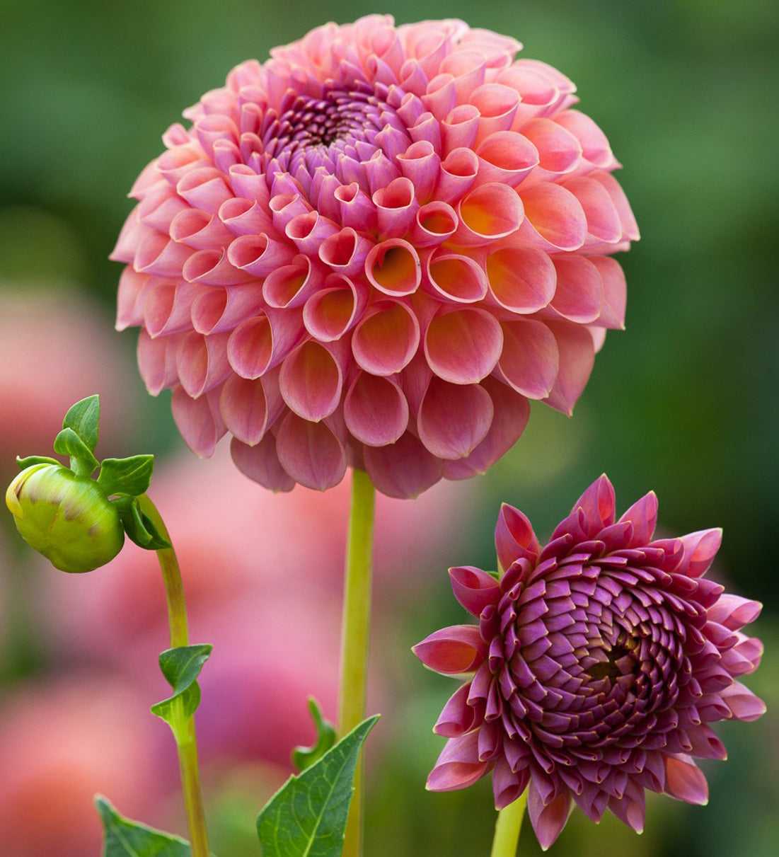 Vitax Dahlia Feed Liquid Concentrate 1 Litre