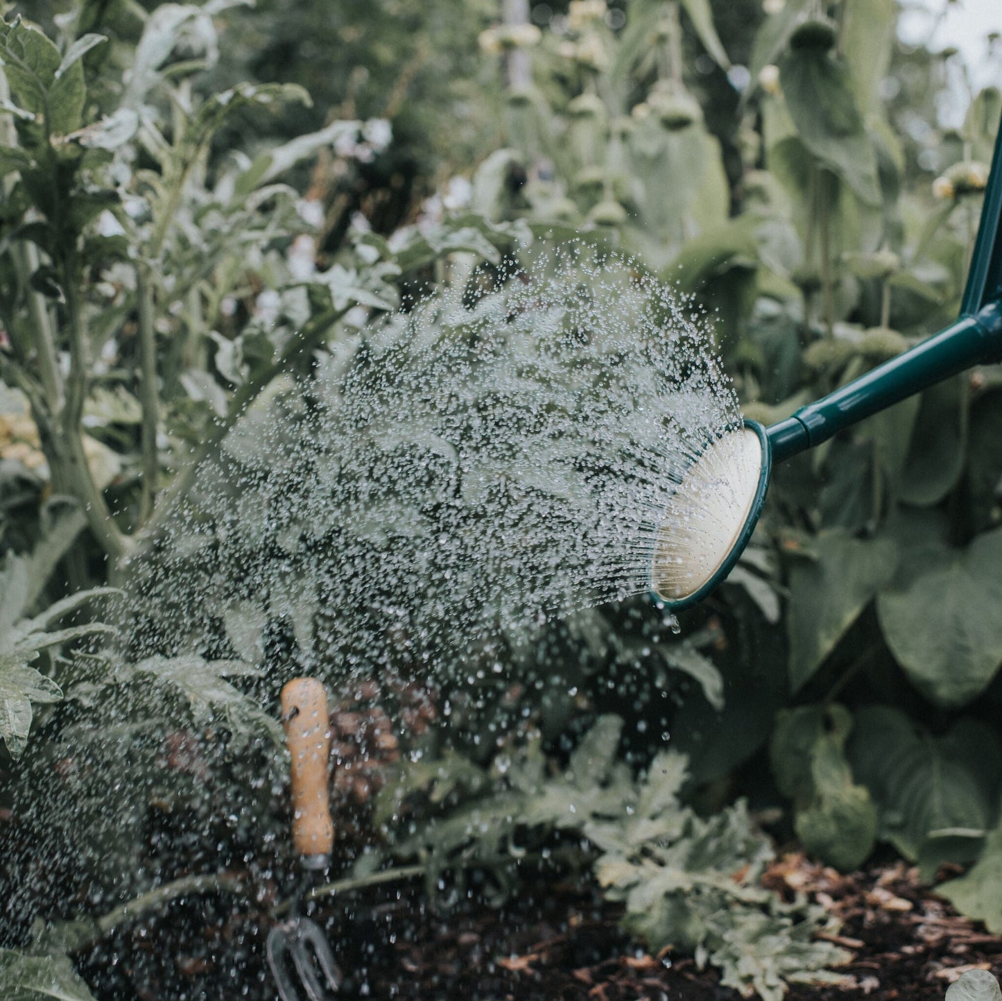 Haws Fine As Rain Oval Rose - Fine Spray