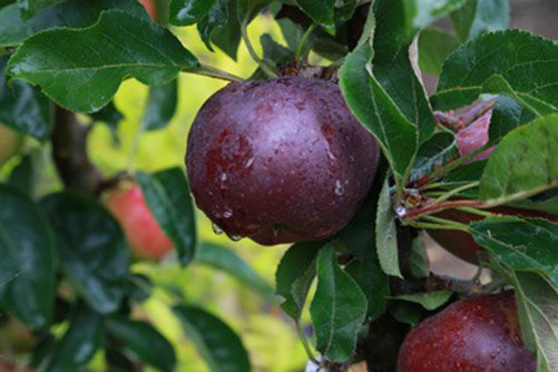 Vitax Plum Maggot Monitoring Trap