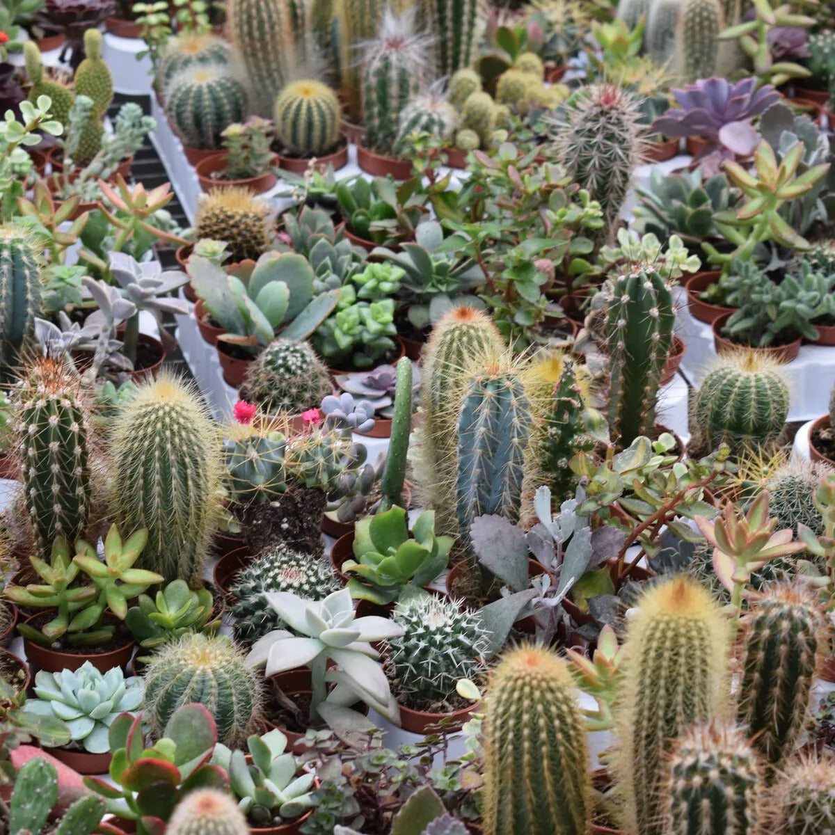 Vitax Cacti & Succulent Soluble Feed 200g