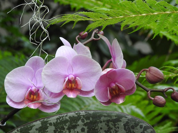 Vitax Orchid Feed 200g