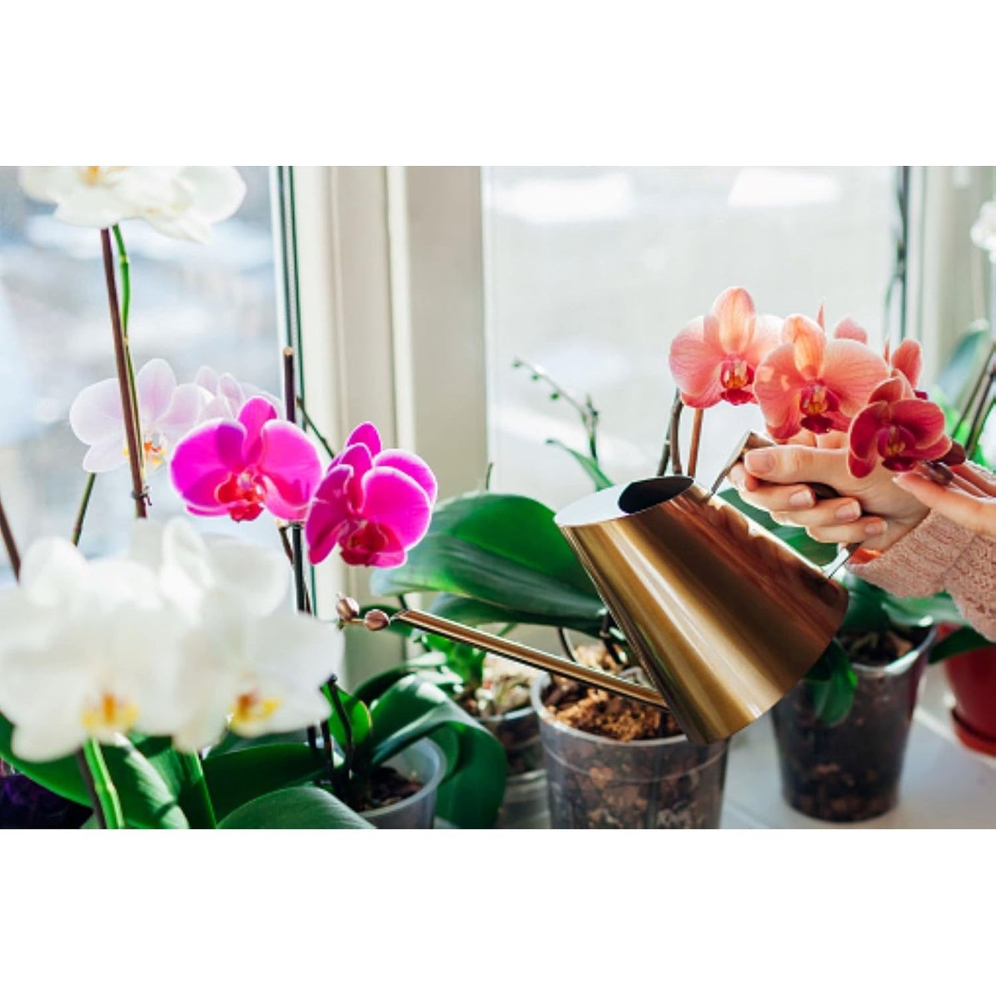 Vitax Orchid Growth Feed 500ml