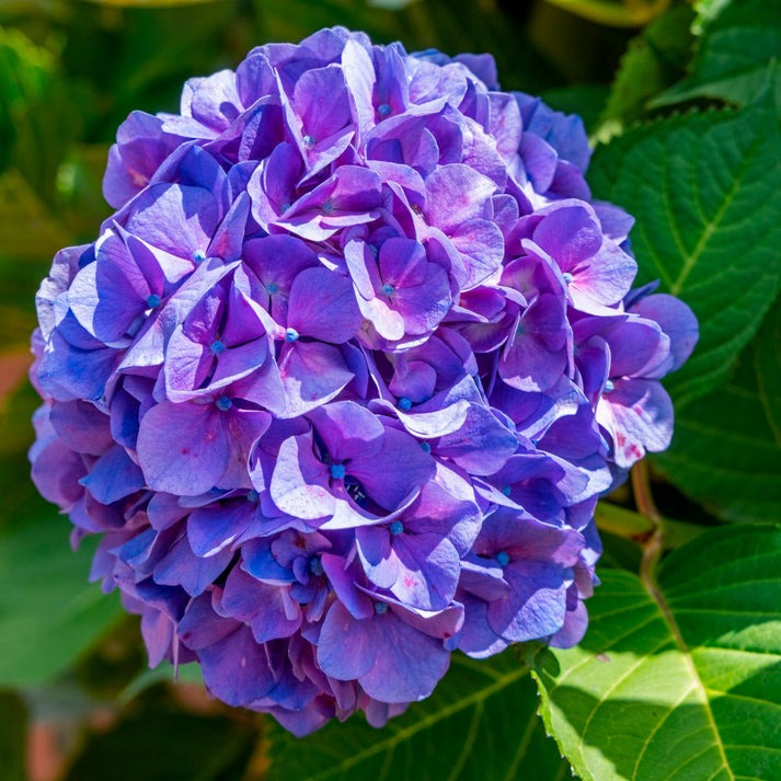Vitax Hydrangea Feed 1 Litre