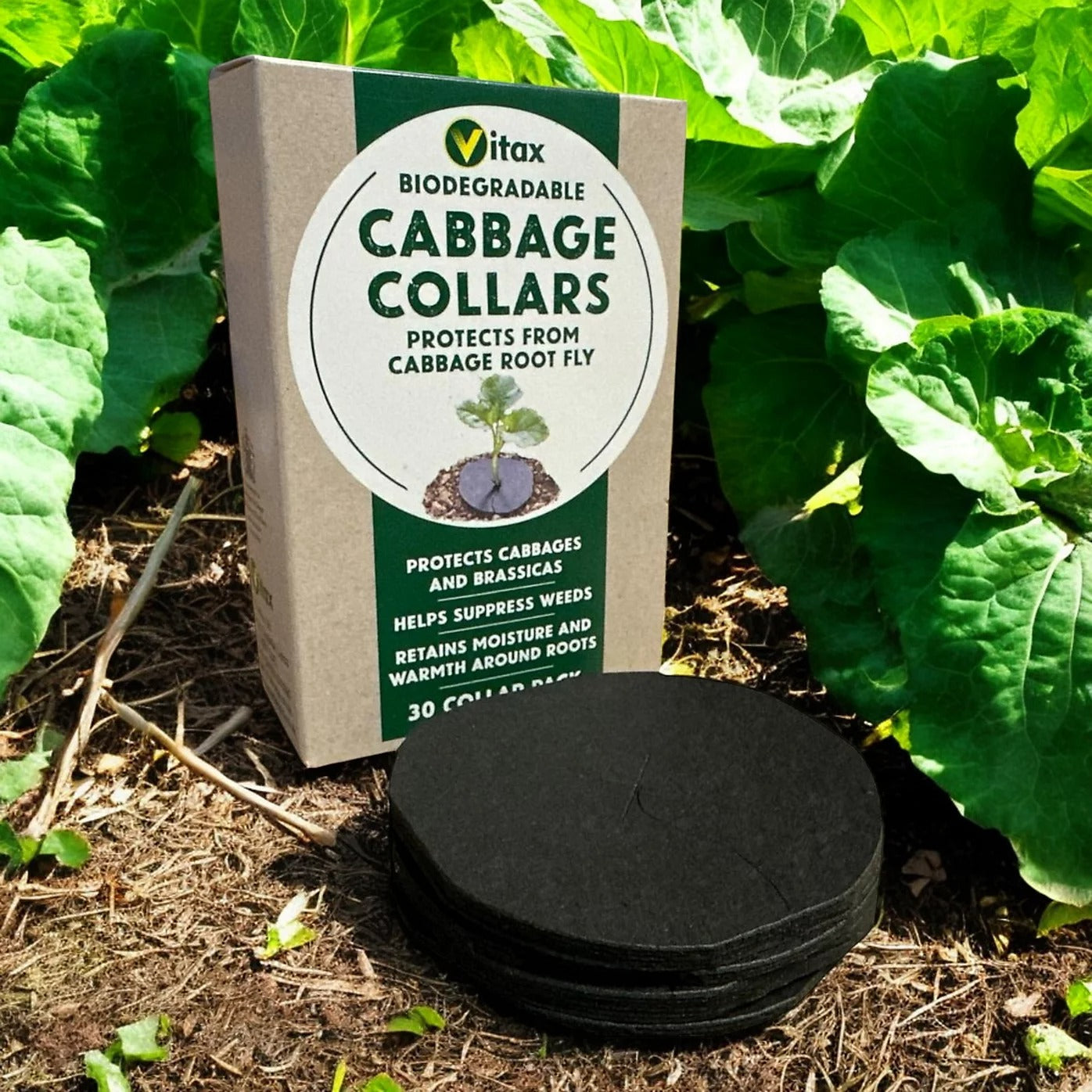 Vitax Biodegradable Cabbage Collars Pack of 30 - Eco Friendly Protection from Cabbage Root Fly