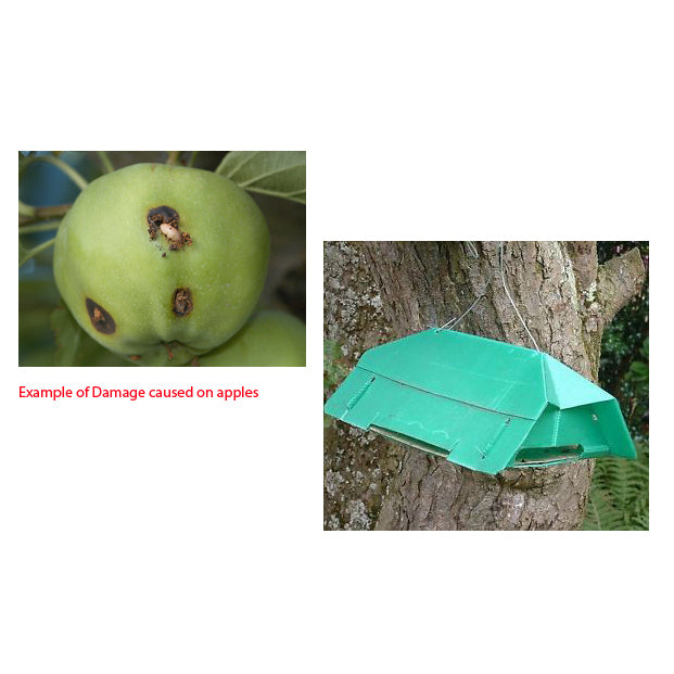 Agralan Codling Moth Trap 