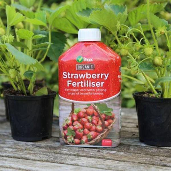 Vitax Organic Strawberry Fertiliser Liquid Feed 1 Litre