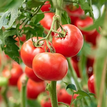 Vitax Organic Super Concentrated Tomato Liquid Food - 1 Litre