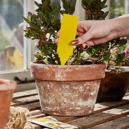Zero In Pot Plant Bug Traps 5 Pack