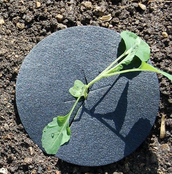 Vitax Biodegradable Cabbage Collars Pack of 30 - Eco Friendly Protection from Cabbage Root Fly