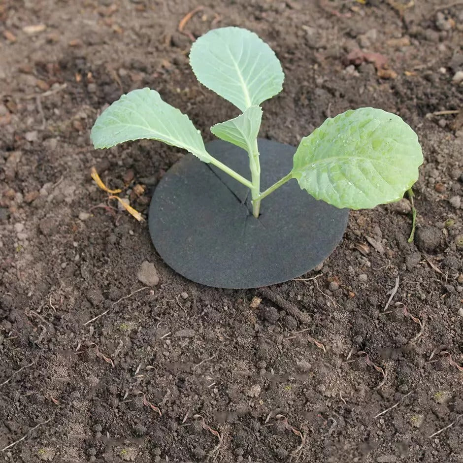 Vitax Biodegradable Cabbage Collars Pack of 30 - Eco Friendly Protection from Cabbage Root Fly