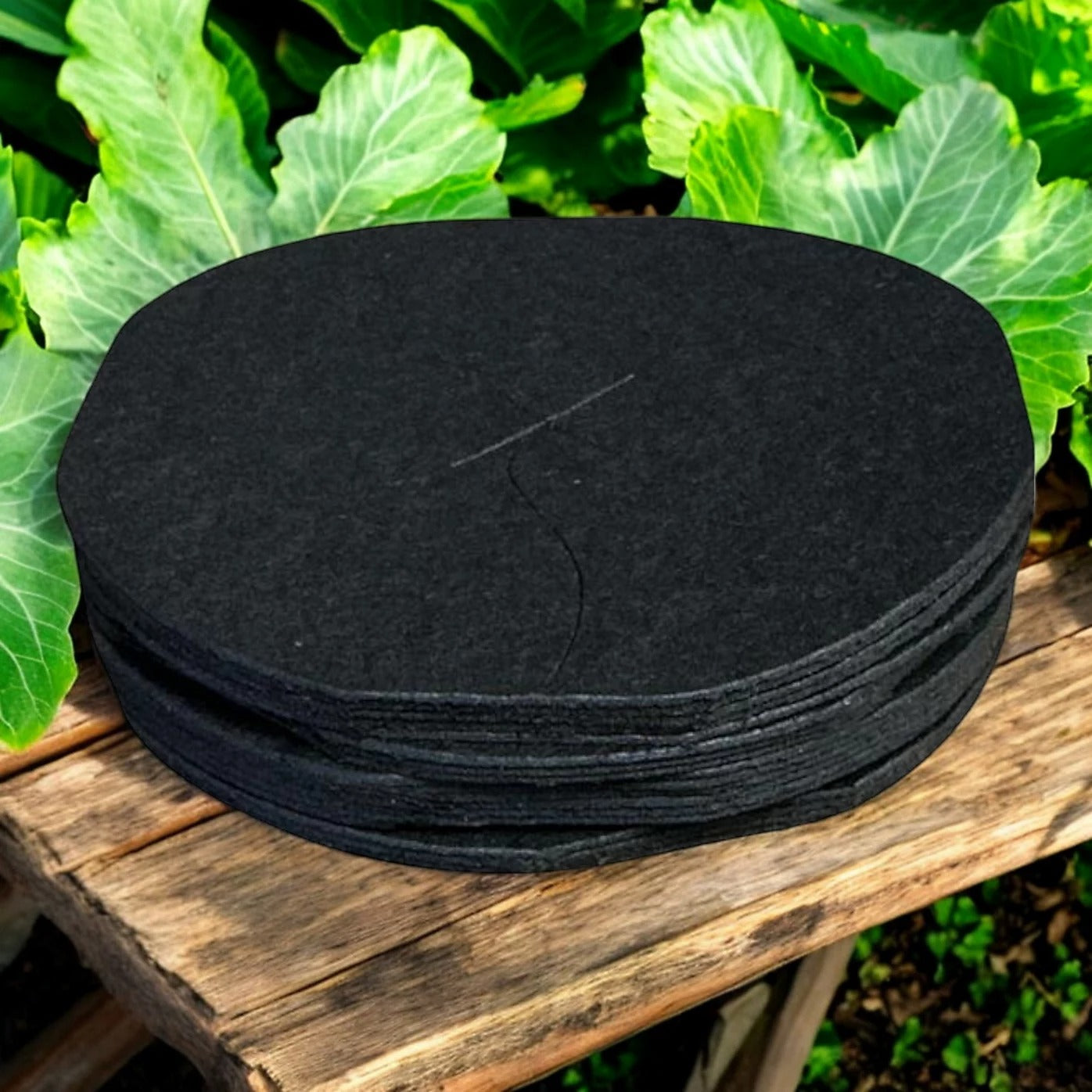 Vitax Biodegradable Cabbage Collars Pack of 30 - Eco Friendly Protection from Cabbage Root Fly