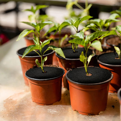 Vitax Biodegradable Cabbage Collars Pack of 30 - Eco Friendly Protection from Cabbage Root Fly