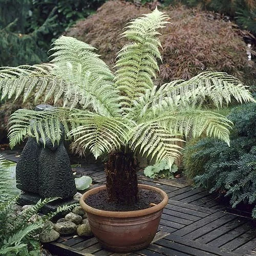 Vitax Tree Fern And Palm Feed 1 Litre