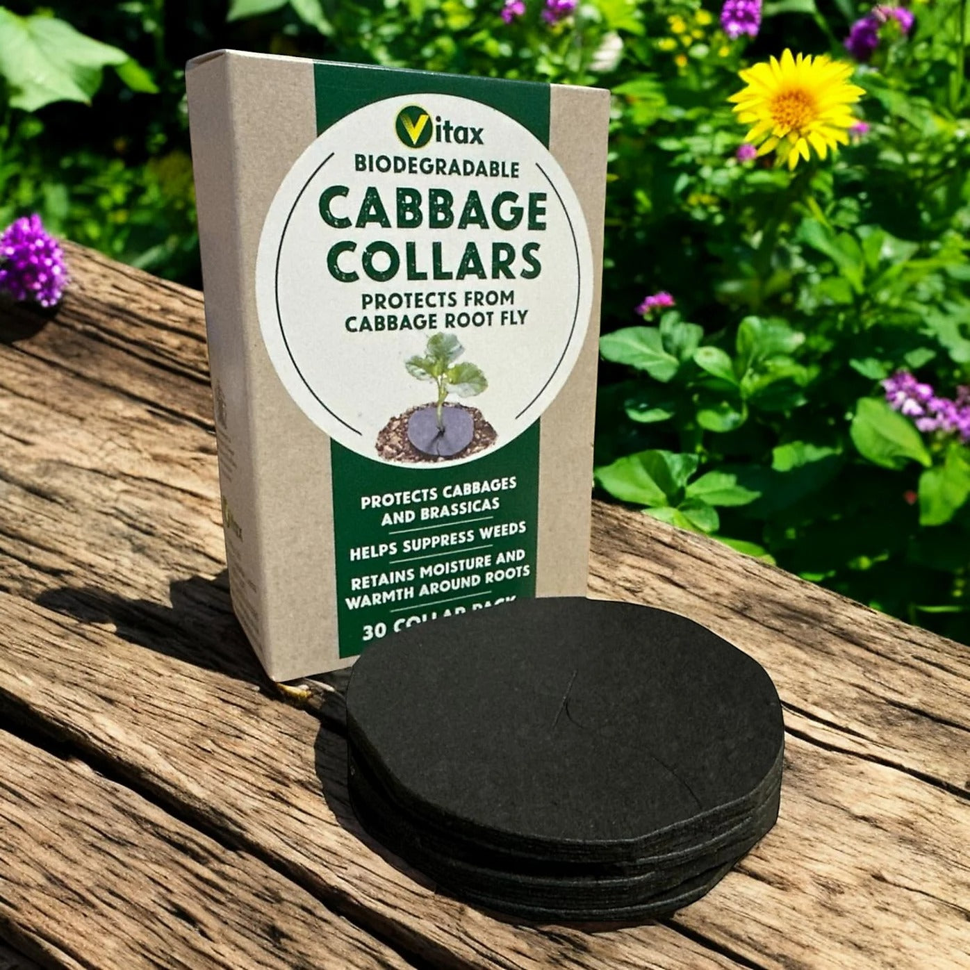 Vitax Biodegradable Cabbage Collars Pack of 30 - Eco Friendly Protection from Cabbage Root Fly