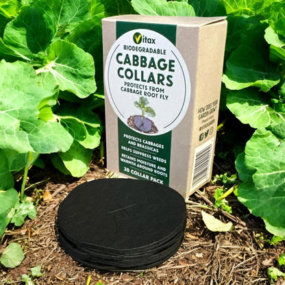 Vitax Biodegradable Cabbage Collars Pack of 30 - Eco Friendly Protection from Cabbage Root Fly