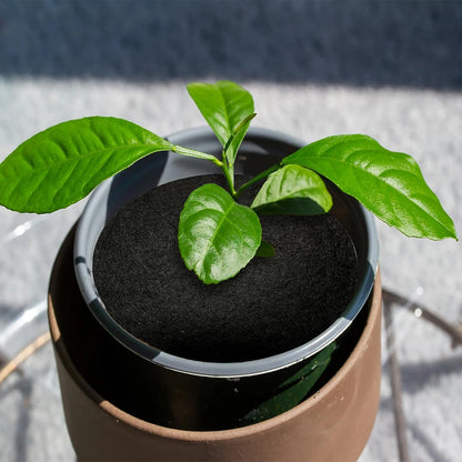 Vitax Biodegradable Cabbage Collars Pack of 30 - Eco Friendly Protection from Cabbage Root Fly