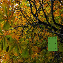Defenders Horse Chestnut leaf Miner Pheromone Traps 2 Pack