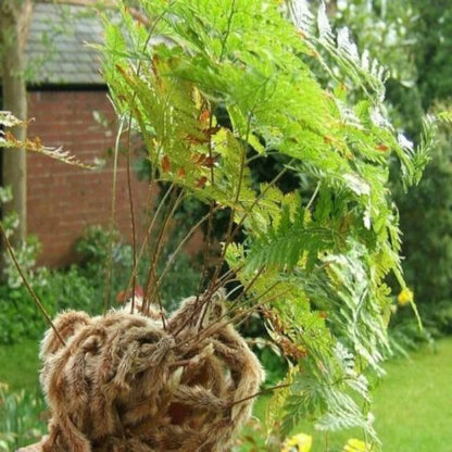 Vitax Tree Fern And Palm Feed 1 Litre