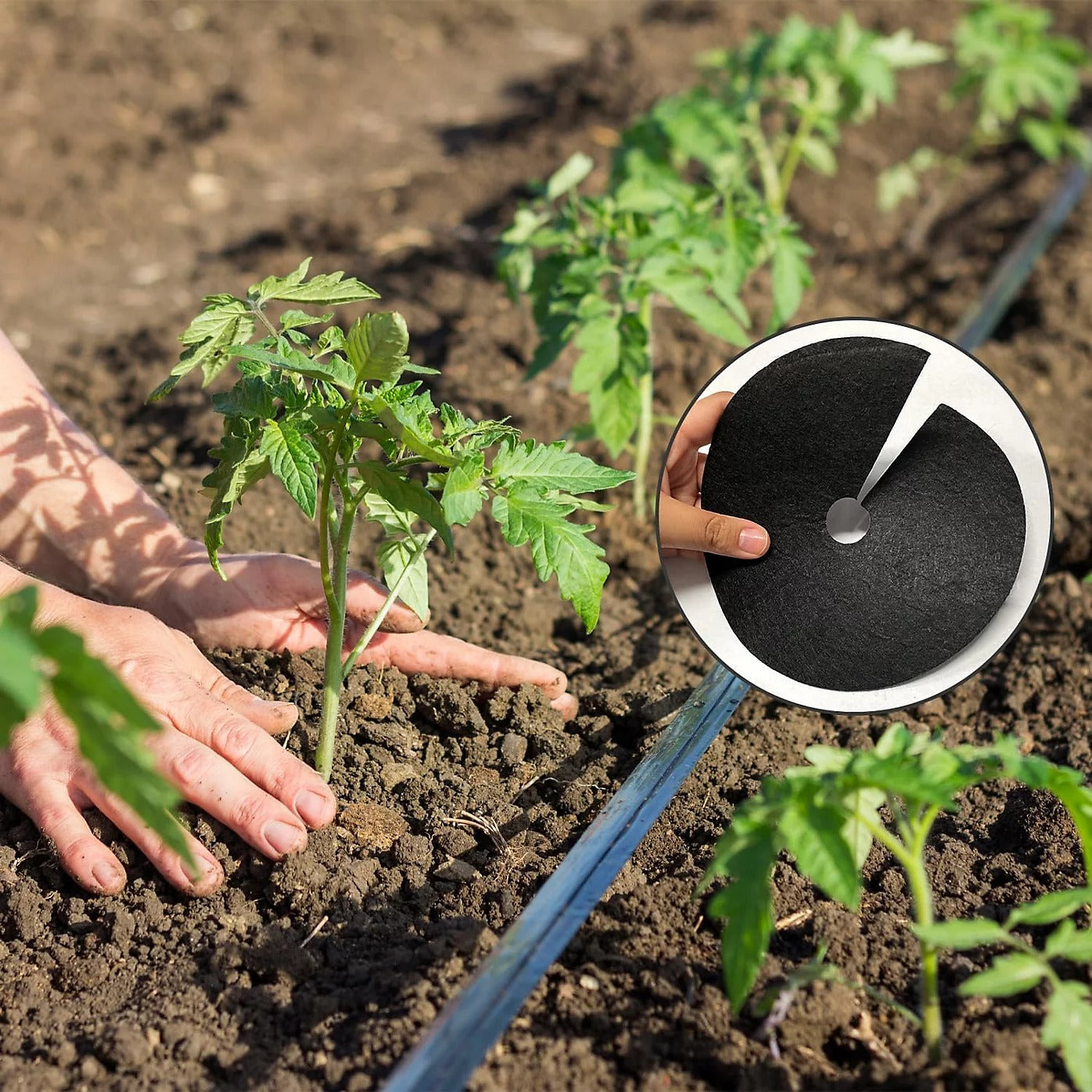Vitax Biodegradable Cabbage Collars Pack of 30 - Eco Friendly Protection from Cabbage Root Fly