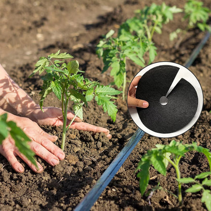 Vitax Biodegradable Cabbage Collars Pack of 30 - Eco Friendly Protection from Cabbage Root Fly